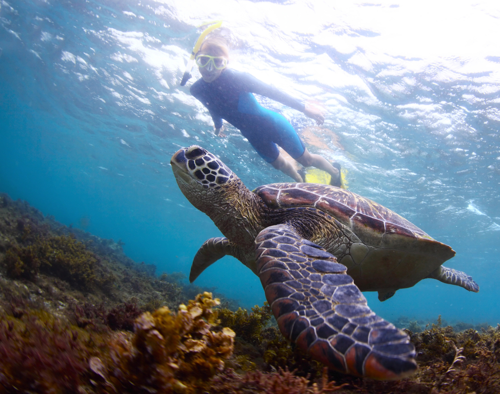 Maui Snorkeling Tour and whale watching combo trip