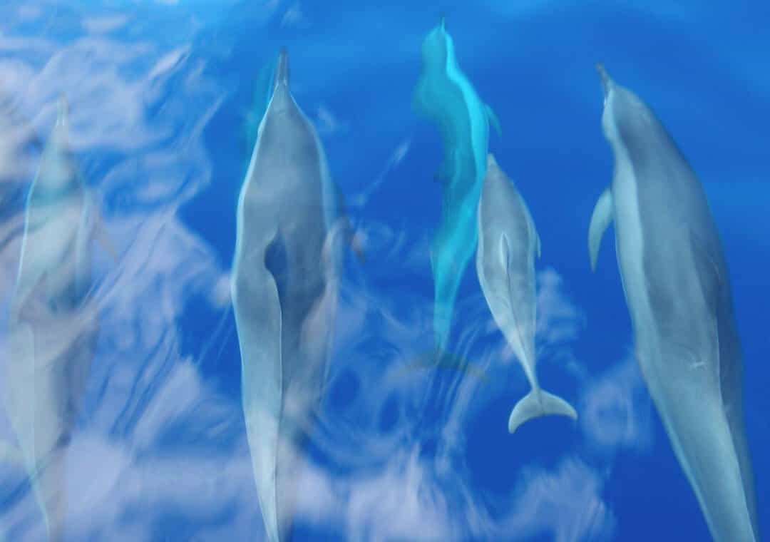 Maui Snorkeling Tour and whale watching combo trip