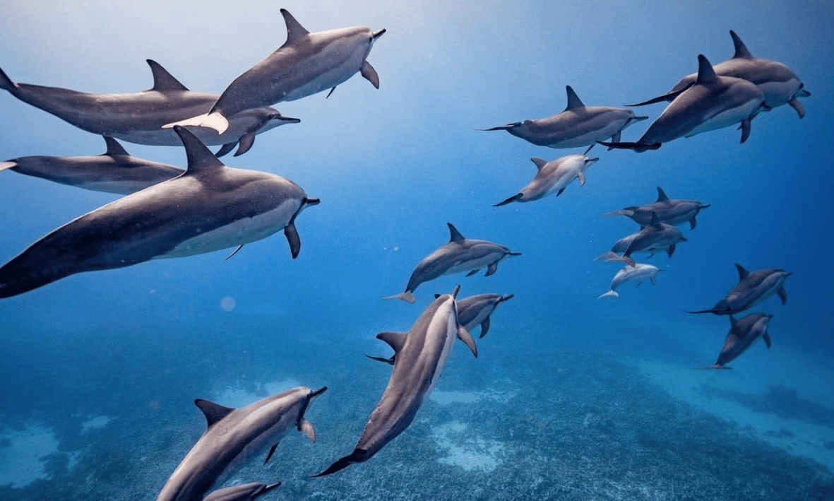 Maui Snorkeling Tour and whale watching combo trip