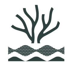 Reef-Grphic
