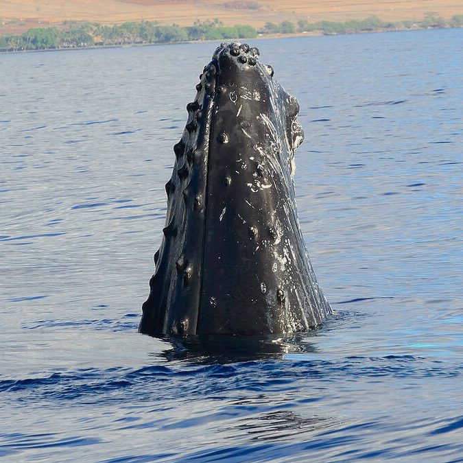 whale spy hop surface behavior in Maui