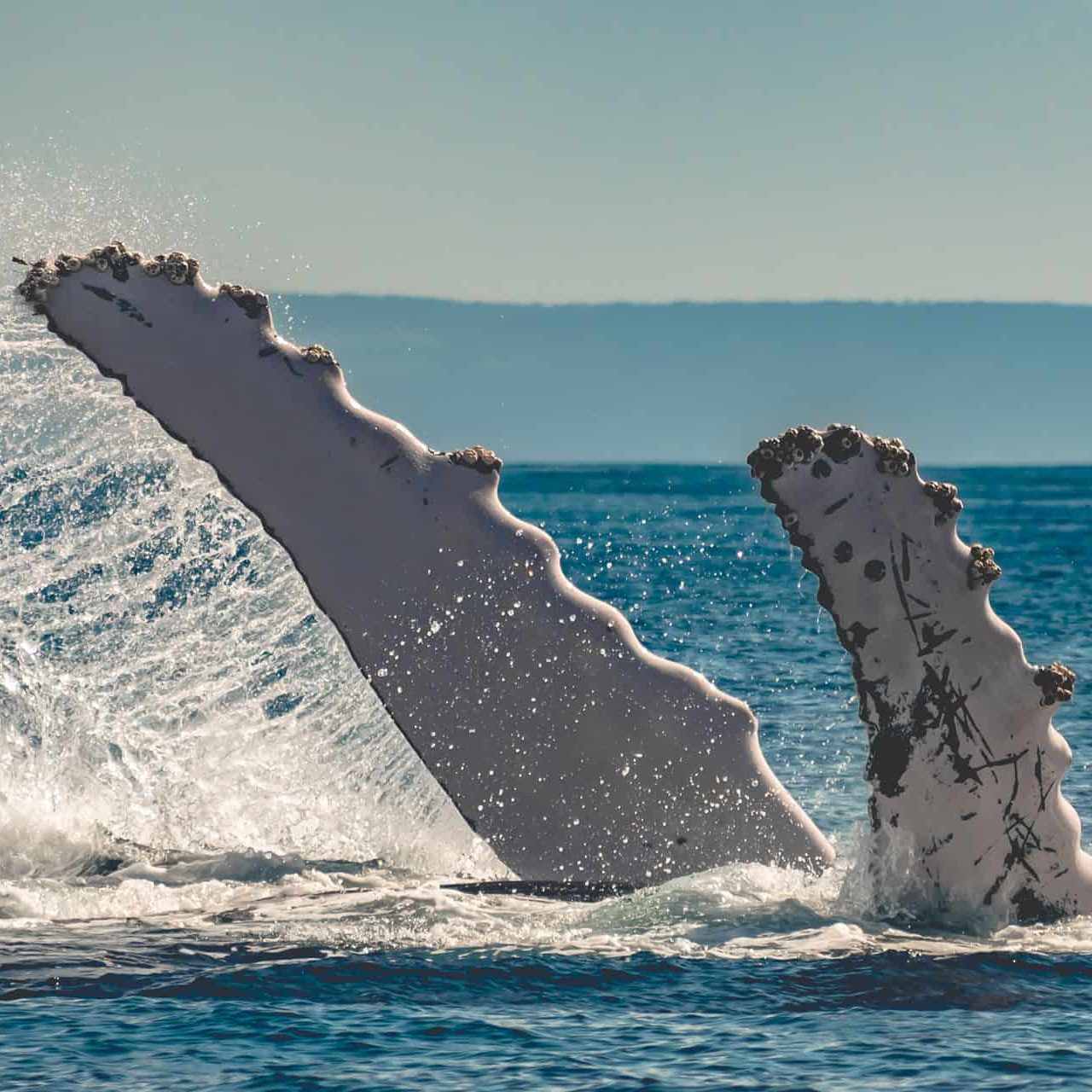 Humpback whale pec fin slap while in Maui