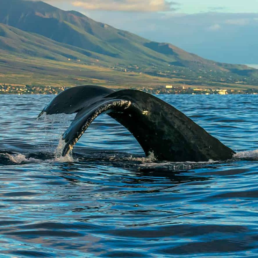 Humpback whales tail or fluke is unique like a fingerprint. 