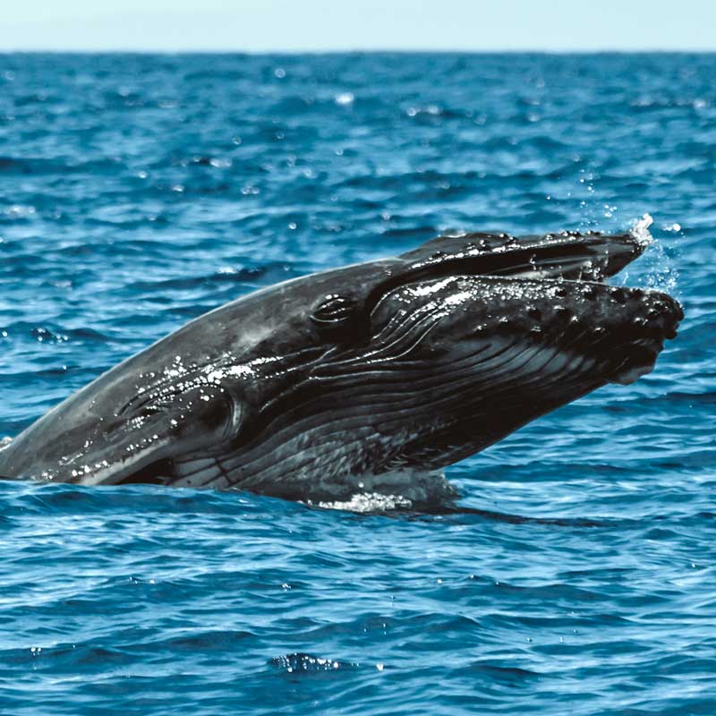whale head lunge surface behavior during whale watch 