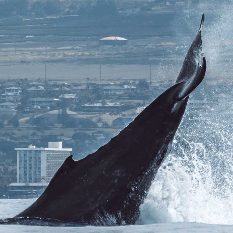humpback whale displaying surface behavior in Maui with tail