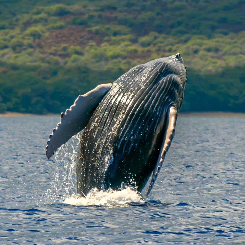 Humpback whale breaching in Maui 