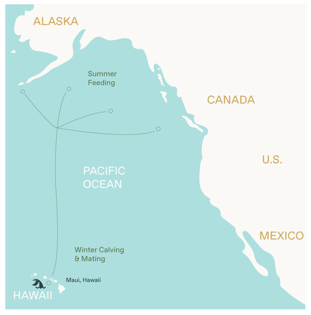 whale migration map to Maui Hawaii