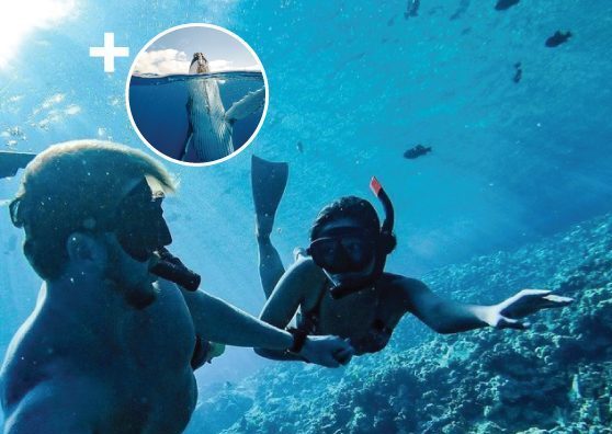 Maui Snorkeling Tour and whale watching combo trip