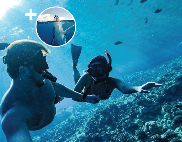 Maui Snorkeling Tour and whale watching combo trip