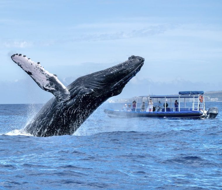 whale watching in maui on a raft tour