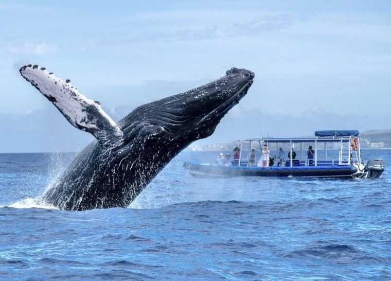 whale watching in maui on a raft tour