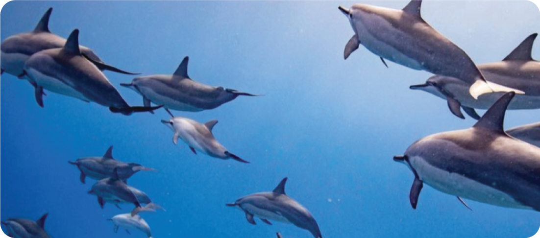 Dolphin Watching in Maui