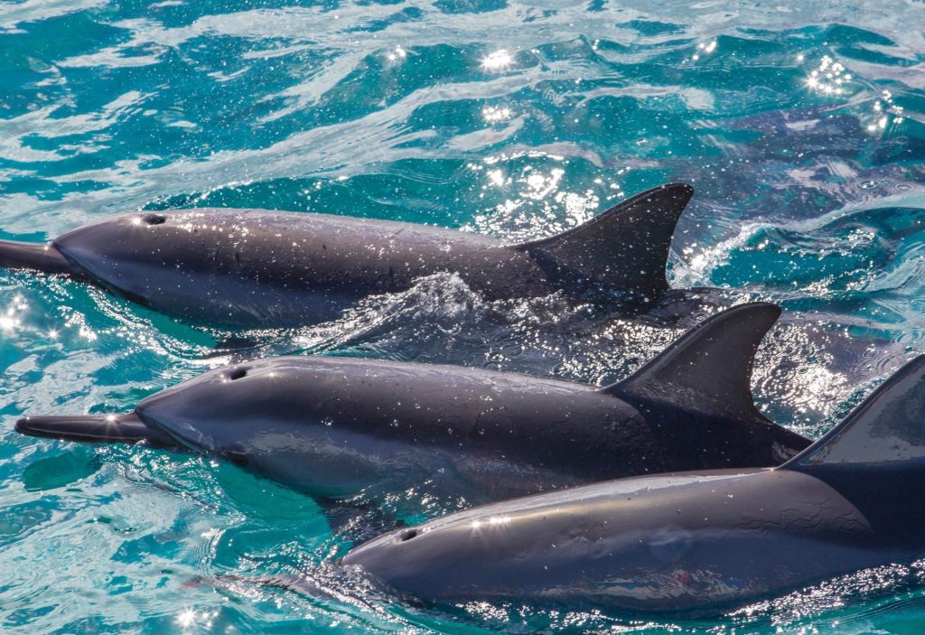 Maui dolphins on a tour