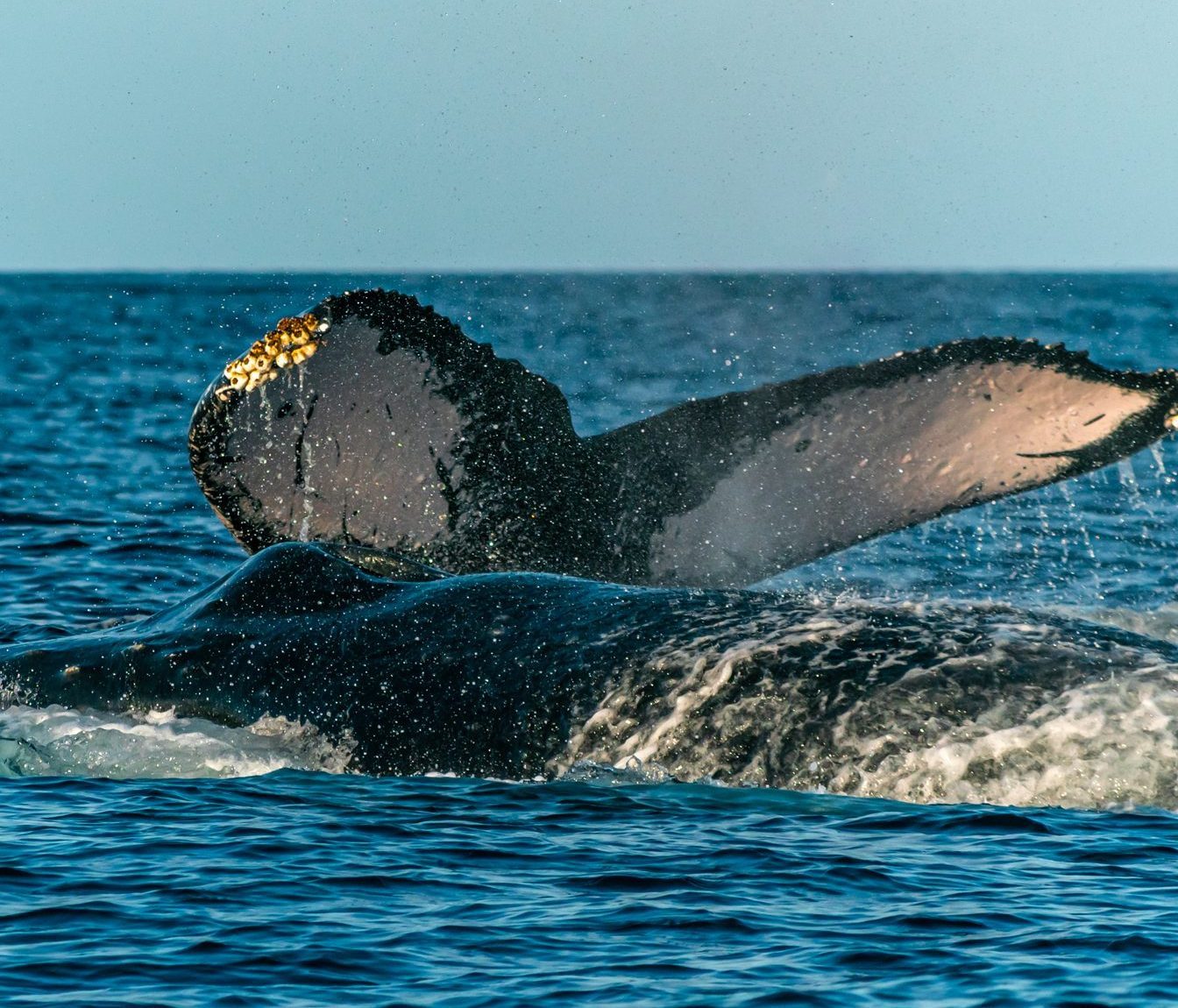 Humpback whale mating behavior in Maui