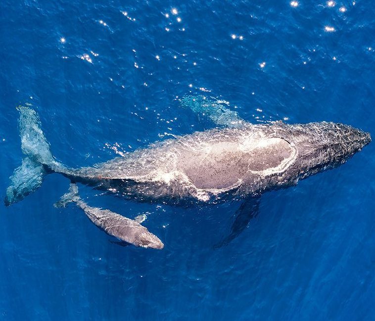 mom and calf whale interaction