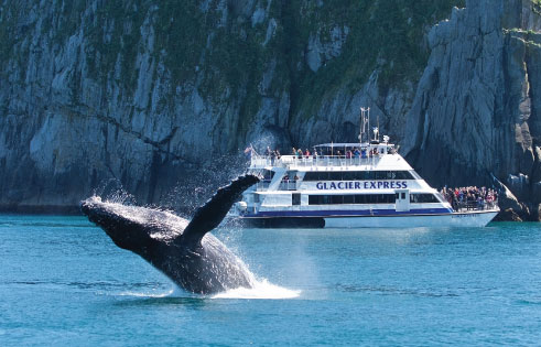 Whale Watching in the summer- Maui 