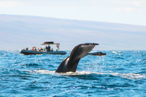 7 Best Whale Gifts For Everyone On Your List
