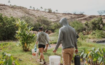 Volunteer in Lahaina: Farm & learn about Hawaiian culture