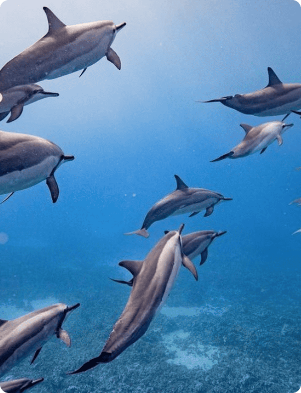 Dolphin watching in Maui