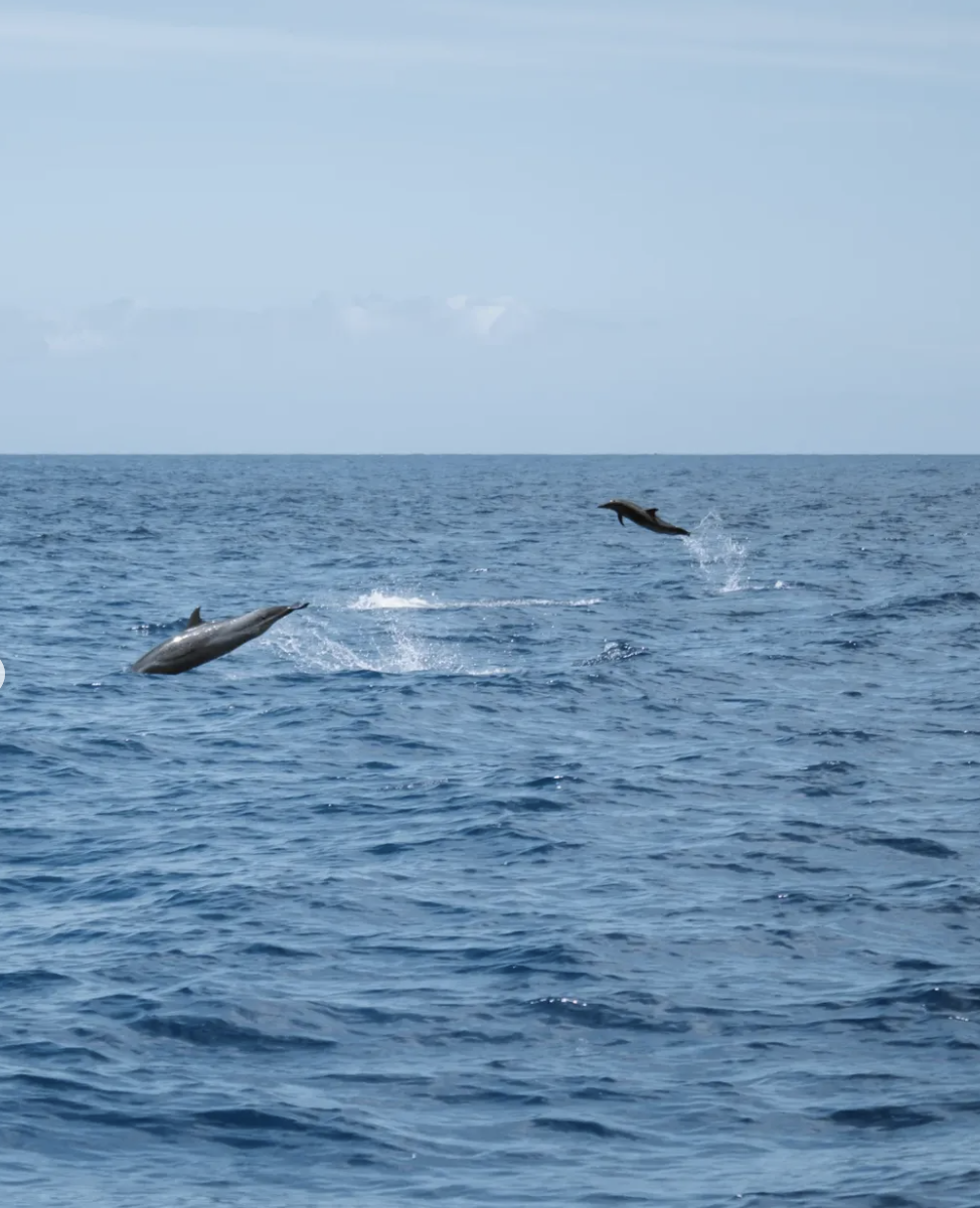 spinner dolphins jumping