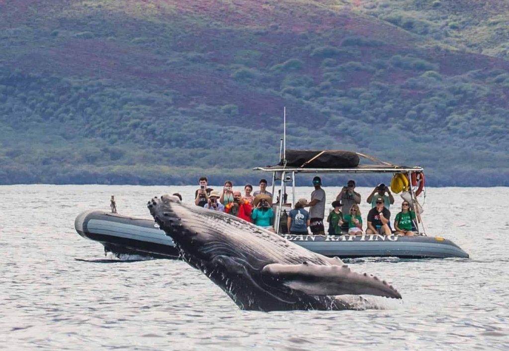 Whale Watching in Maui, tours popular